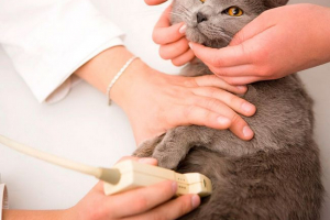 Що таке фальшива вагітність у кішках? Що таке фальшива вагітність у кішках?